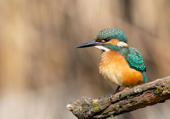 Common kingfisher, Alcedo atthis. A young bird sits on a beautiful branch waiting for prey