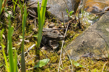 In lush, green habitat, two frogs rest among mossy rocks and vibrant plants near tranquil pond. Landscape design concept "Nature"