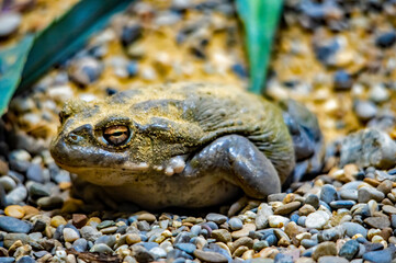 Ein Frosch steht in den Steinen