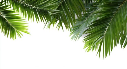 Green palm leaves, tropical fronds frame white background. Vacation mockup, holiday use