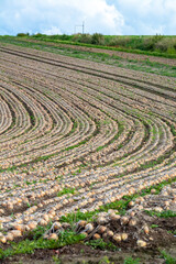 畑から掘り出されたタマネギ
