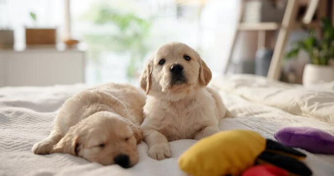 Dogs, puppy and relax on bed with toys for pet insurance, shelter or animal welfare in home. Cute, labrador or breed lying together in bedroom asleep on sheet or duvet for comfort or warmth in house