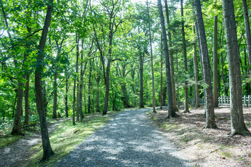 夏の公園の散歩道
