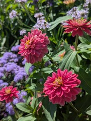 A vibrant close-up of pink zinnia flowers surrounded by lush greenery and soft purple blooms. 