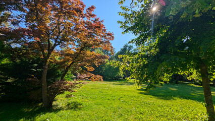 Serene Green Meadow with Trees Under a Clear Blue Sky, Perfect for Relaxation and Recreation
