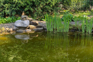 Tranquil garden pond surrounded by lush greenery, with small rock formation and tall grasses reflecting in calm water.