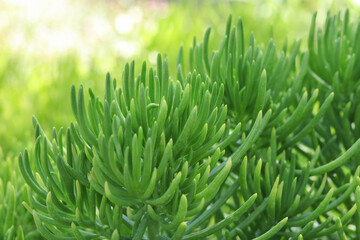 Abstract close-up of green succulent stems, natural texture background with soft blur