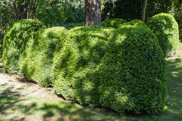 Neatly trimmed, lush green hedge from shrubs boxwood  forming natural barrier in garden setting, surrounded by trees and grass.