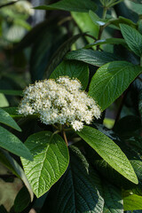 Cluster of small white flowers viburnum rhytidophyllum Alleghany  blooming amidst lush green foliage, creat vibrant contrast in natural setting.