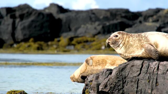 Harbor seal Phoca vitulina, resting on, Ytri Tunga Beach, Snaefellsnes Peninsula, West Iceland, Iceland