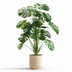 Vibrant green monstera deliciosa plant thrives in a minimalist beige pot, creating a touch of nature against a clean white backdrop