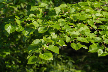 Lush cluster of vibrant green leaves Hornbeam (Carpinus betulus) tree bath in natural light. Foliage appears dense and healthy, creating vivid and refreshing scene of nature.