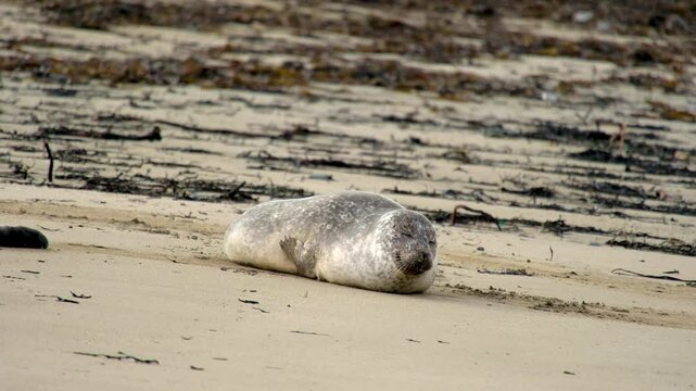 Harbor seal resting on Ytri Tunga Beach, Snaefellsnes Peninsula, West Iceland, Iceland