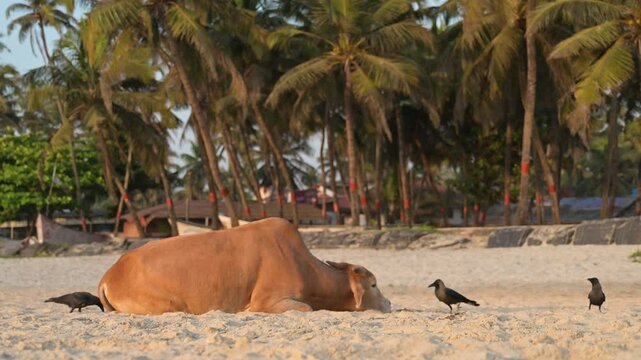 Sacred cow lying on the Colva beach in Goa, South India, palm trees on tropical west coast, relaxing animal, Arabian Sea in Asia