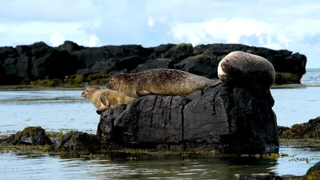 Harbor seals, resting on a rock at Ytri Tunga Beach, Snaefellsnes Peninsula, West Iceland, Iceland
