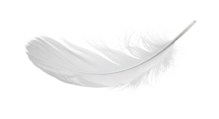 An isolated white feather gently curves showing softness, transparent background
