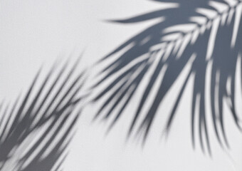 Obraz premium palm leaf shadow on transparent background,Natural shadow of tropical palm branch,mockup of shadow for product presentation, backdrop,Summer sunlight and shadow