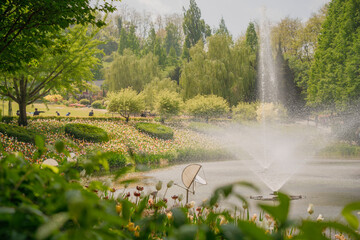 Fountain in Spring Garden Full of Tulips