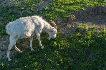 White goat with curved horns grazing on patch of green grass in sunlit field.