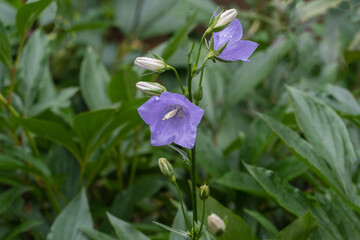 Delicate bluebell flowers with soft purple petals and dew drops, surrounded by lush green foliage...