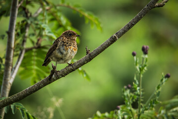 Juvenile European Robin perched on a tree branch in summer forest

