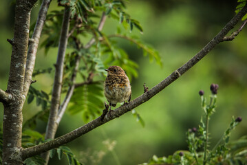 Juvenile European Robin perched on a tree branch in summer forest

