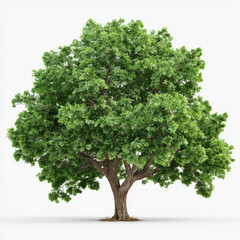 Majestic Green Tree in Nature , white background cut out PNG