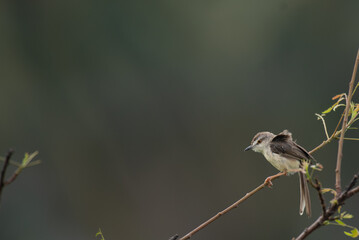 Small brownish prinia perched on a slender branch, with its beak open. Against a soft dark background, with surrounding by fresh green leaves.