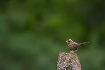 Close up of Female Indian robin bird perched on a textured rock with a soft green blurred...