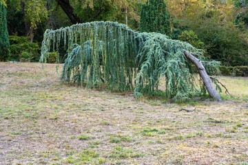 Park featuring Weeping blue Atlas cedar (Cedrus atlantica Glauca Pendula) with cascading branches, set against backdrop of tall trees. Trees grow in old shady Massandra Park in Crimea