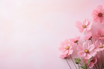 Fototapeta premium Gentle pink cosmos flowers arranged on a pastel background create a serene and beautiful floral display, perfect for delicate and romantic themes