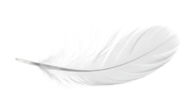 Elegant white feather delicately rests against a stark transparent background creating a minimalist composition