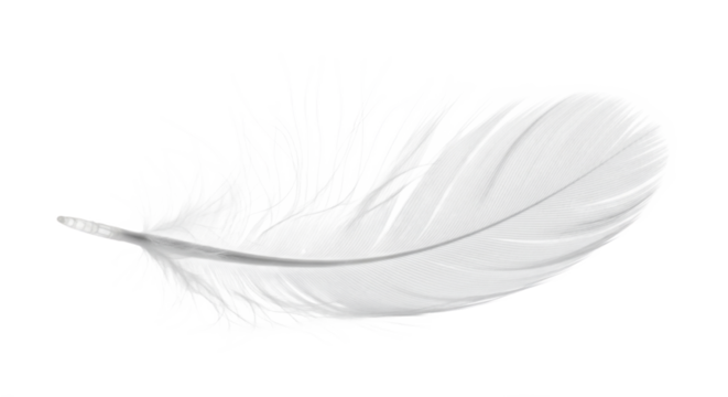 Elegant white feather delicately rests against a stark transparent background creating a minimalist composition