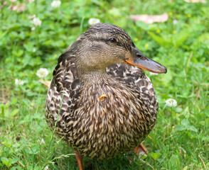 Beautiful Female Mallard Duck Standing in Green Clover Field - Wildlife Nature