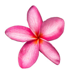 pink plumeria flower closed up high quality