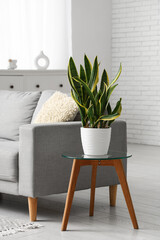 Sansevieria plant on table near sofa in living room