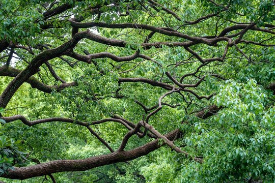 tree in the temple in Suzhou, China