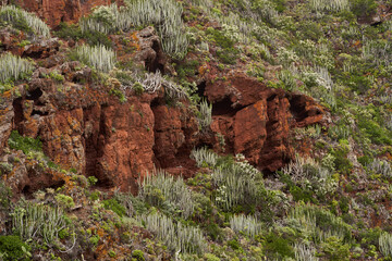 Red volcanic cliff with cacti