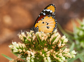 Plain tiger butterfly on white flowers