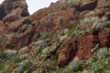 Red volcanic cliff with cacti
