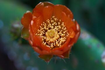 Prickly pear cactus flower macro