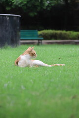 Orange tabby kittens enjoying a day in the sun, in the park, in the green, and in the shade.