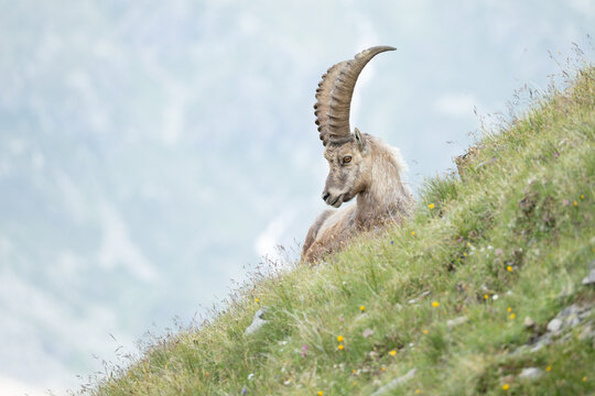 M&auml;chtiger Steinbock