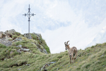 Junger Steinbock am Gipfelkreuz