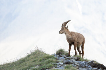 Fototapeta premium Steinbock am Gipfel