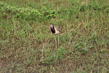 Lapwing
