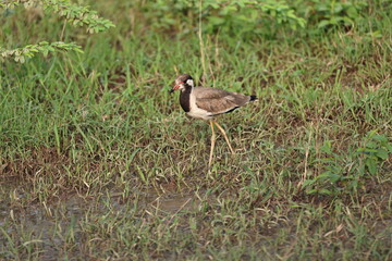 Lapwing
