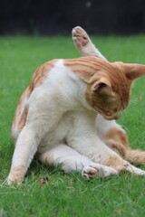 Orange tabby kittens enjoying a day in the sun, in the park, in the green, and in the shade.