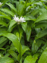 Wild garlic or Allium ursinum, coming into flower in Northumberland, UK