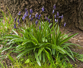 The common bluebell plant, Hyacinthoides non-scripta prior to flowering.